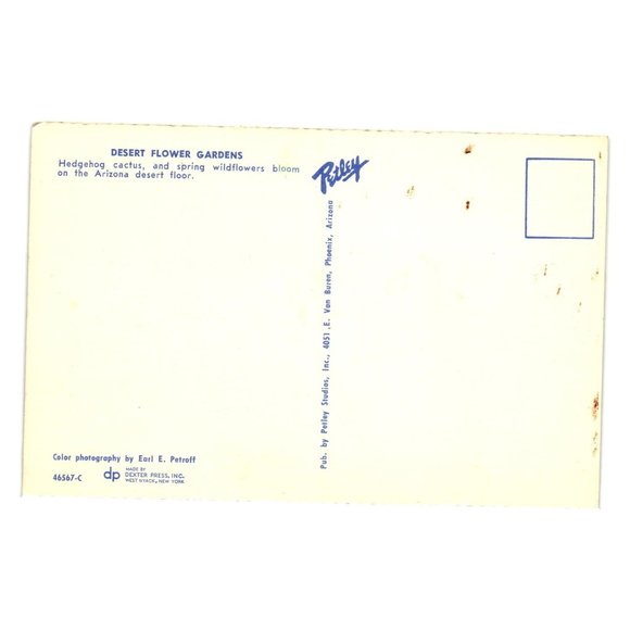 Vintage Postcard Arizona Desert Flower Gardens Hedgehog Cactus Floral Plants - Picture 2 of 2